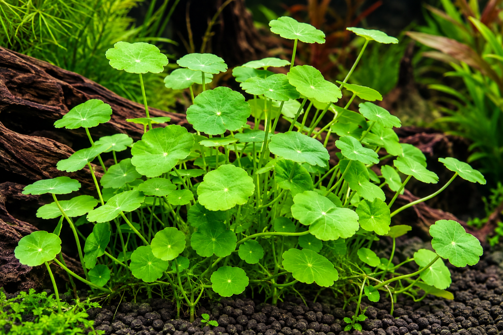 Hydrocotyle NL