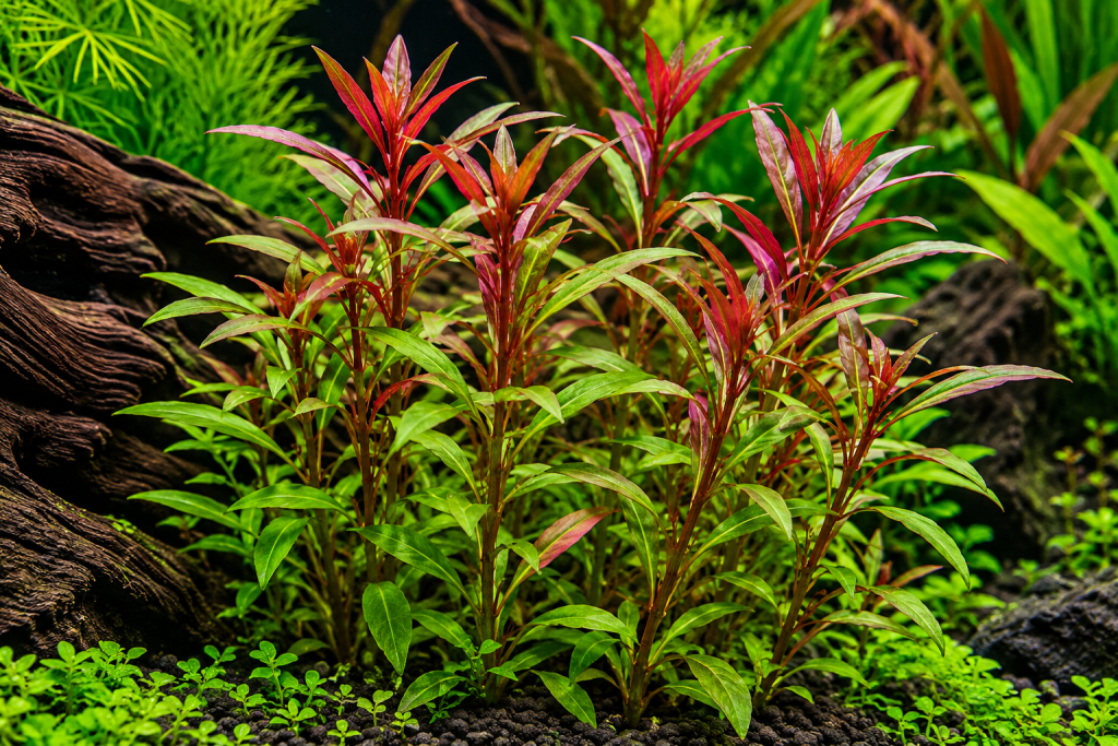 Lobelia cardinalis